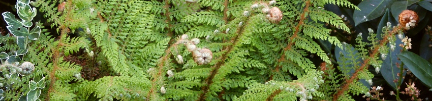 Polystichum banner